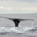 whale_humpback_sb_h_2951_dom3016.jpg